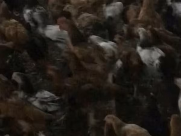 Juego australiano