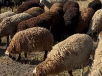 Խոյ, Ոչխարներ — լուսանկար 1