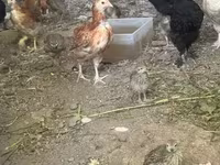 Chickens — լուսանկար 4