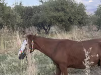 Ձի, Tiger horse — լուսանկար 8