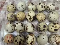 Quails — फ़ोटो 4