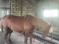 Hengst, Kustanai horse — Foto 3