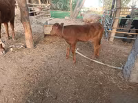 Կով, Red Estonian cattle — լուսանկար 3