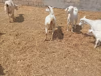 Էգ այծ, Toggenburg goat — լուսանկար 8