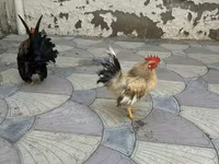 Chickens — լուսանկար 4