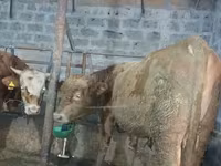 Ցուլ, Խոշոր եղջերավոր — լուսանկար 1