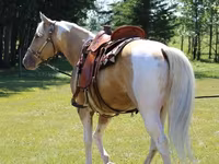 حصان, American paint horse — الصورة 2