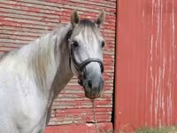 Ձի, Tennessee Walking Horse — լուսանկար 4