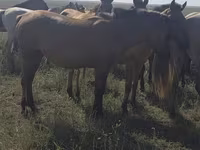Stute, Mugalzhar horse — Foto 8