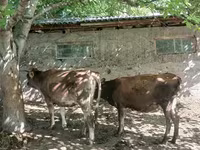 Букачар, Сиырлар — сүрөт 3