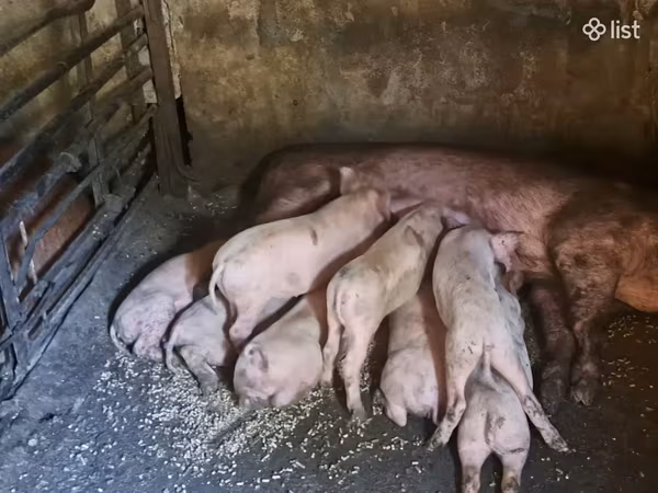 Էգ խոզ, Խոզեր — Հայաստան