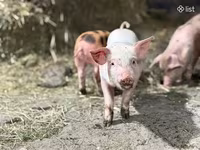 Säue, Schweine — Foto 5