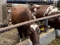 गाय, Swiss cattle — फ़ोटो 3