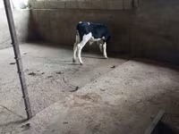 Bull, Russian Black pied cattle — photo 1