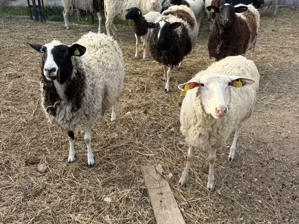 Խոյ, Dorper sheep