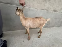 母山羊, Alpine goat — 照片 7