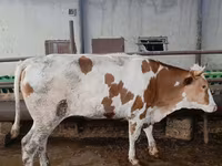 Vaca, Simmental cattle — foto 2