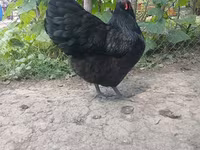 Australorp — foto 3