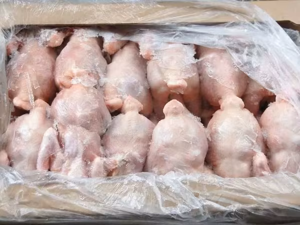 Куру-несушку