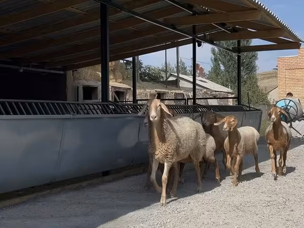 भेड़, Arashan sheep