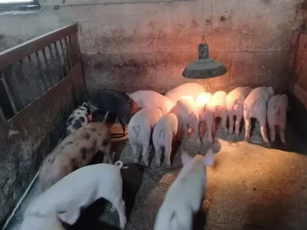 Էգ խոզ, Խոզեր — Հայաստան
