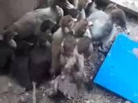 Ducks — լուսանկար 1