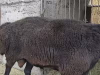 Кочкор, Гиссар койу — сүрөт 7
