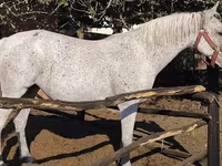 母马, Lipizzaner — 照片 3
