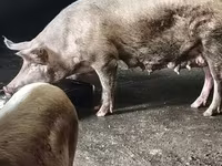 मादा सूअर, सूअर — फ़ोटो 2