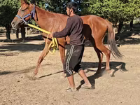 Stute, Arabian horse — Foto 5