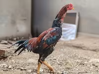 ياباني بانتام — الصورة 3