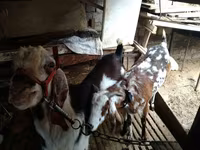 Ешкі, Beetal goats — 6-сурет
