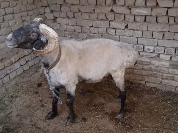 Խոյ, Ոչխարներ