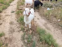 Goat, Goats — photo 5