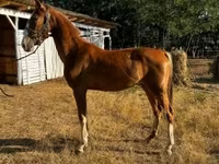 Бие, Dutch warmblood horse — 1-сурет