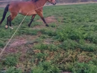 Mare, Horses — photo 1