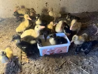 Ducks — Foto 3