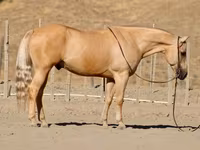 Hengst, Quarter Horse — Foto 2
