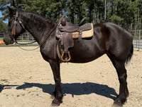 母马, Percheron — 照片 4