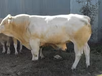Ցուլ, Blonde d’Aquitane cattle — լուսանկար 4