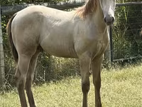 Horse (M), Kentucky mountain daddle horse — photo 2