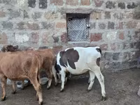 Bull, Cattle — photo 8