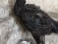 Ayam Cemani — Foto 1