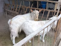 Schaf, Rhon sheep — Foto 8