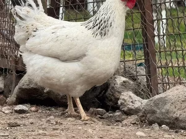 Chickens — Armenia
