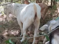 Էգ այծ, Nubian Goat — լուսանկար 3