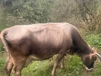 Cow, Cattle — photo 1
