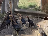 Chickens — photo 2