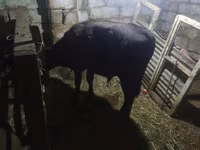 公牛, Aberdeen-Angus — 照片 2