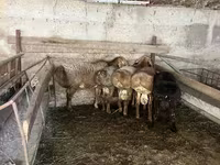 Խոյ, Arashan sheep — լուսանկար 2